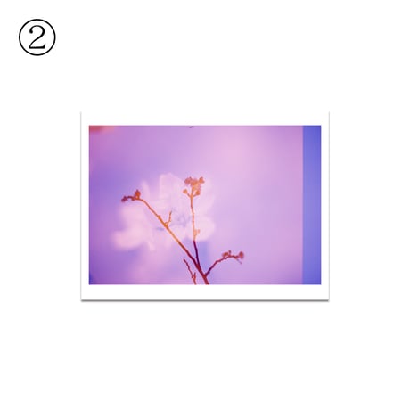 遠藤春香 写真作品 Type C print ①〜⑤