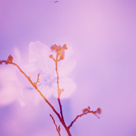 遠藤春香 写真作品 Type C print ①〜⑤