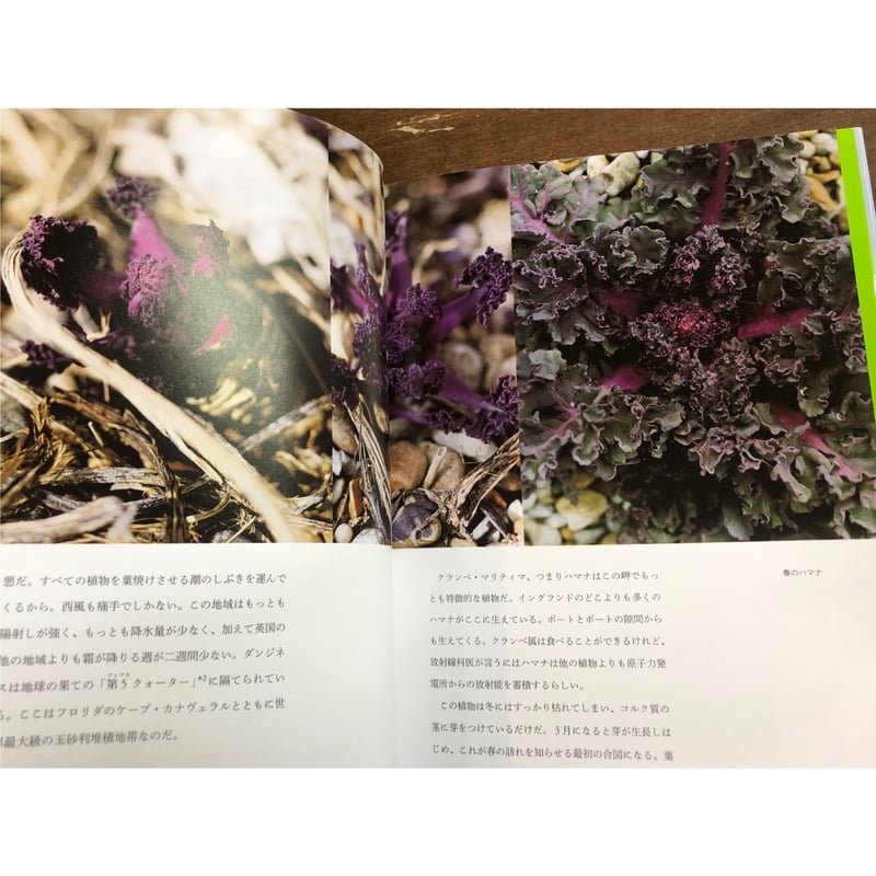 デレク・ジャーマン／デレク・ジャーマンの庭 | Title WEB SHOP