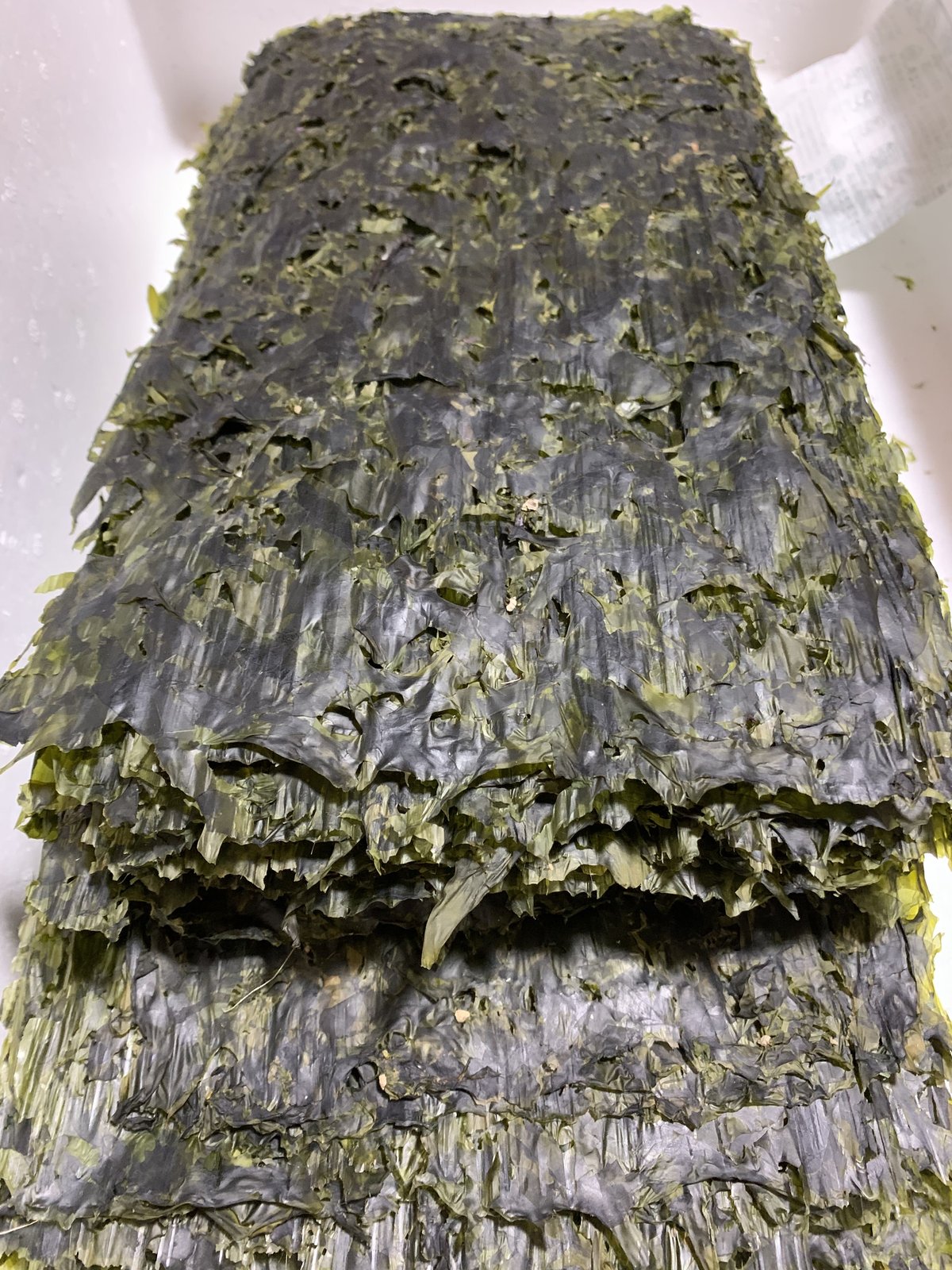 今季初物！2024年12月19日採取 【はばのり】房州館山産◼️