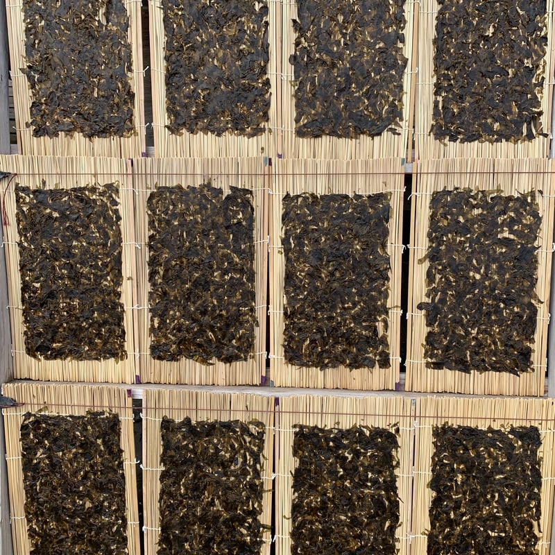 今季初物！2024年12月19日採取 【はばのり】房州館山産◼️