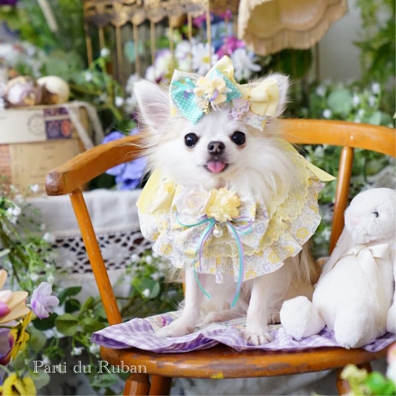 Spring Collection 2026 yellow ケープ.ヘアアクセサリー、うさ耳