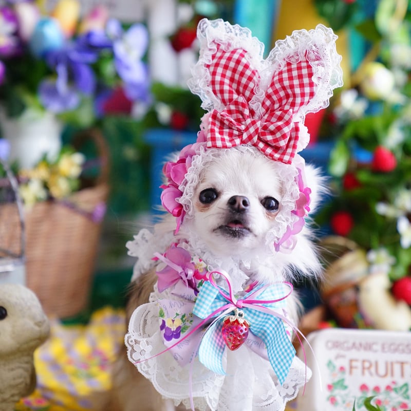 犬用品 ☆わんこ用parti_du_ruban☆うさ耳&チョーカーセット