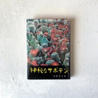 『神秘なサボテン』/ 伊藤芳夫