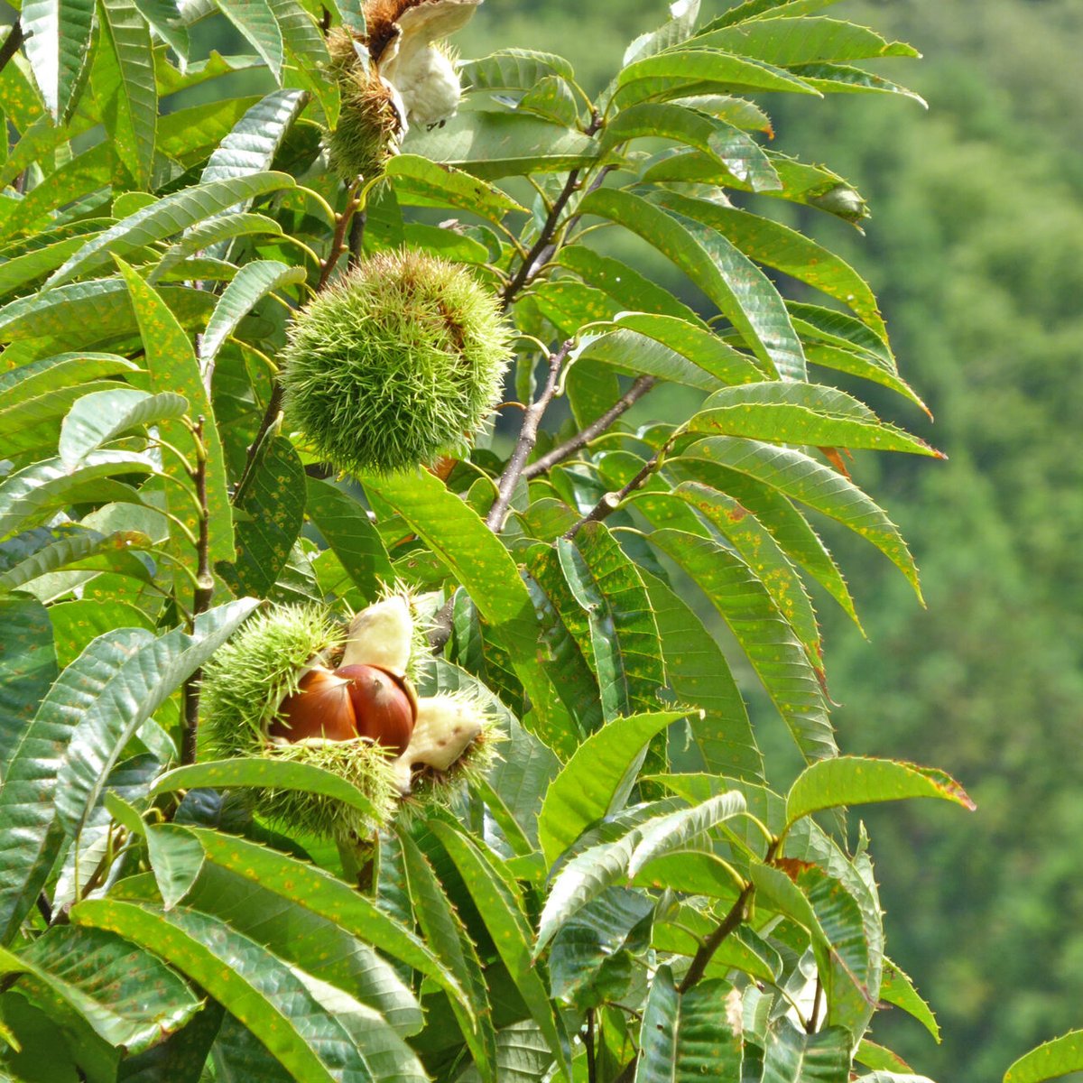 saku◆利平栗蒸し羊羹2本 栗蒸し羊羹・小倉栗蒸し羊羹 2種2本: 和菓子・和スイーツ | スイーツ