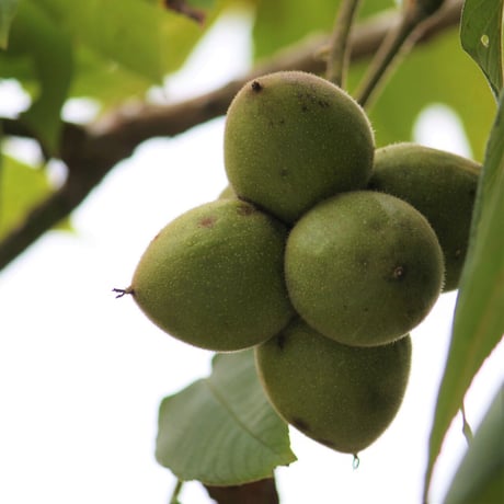 峠の杖　4種類　【10本入り】