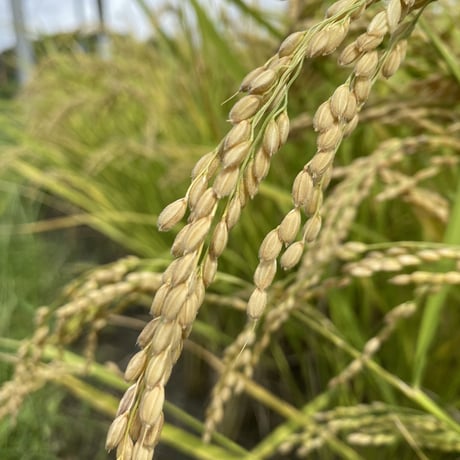 2022年　自然栽培米　2kg