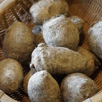雪の下　里芋/大和早生（農薬化学肥料不使用）
