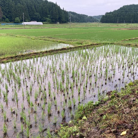たそがれ野育園2026　入園パスポート