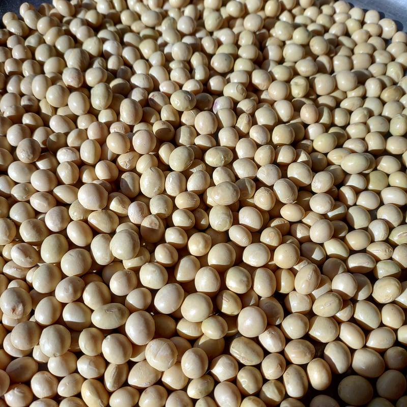 令和7年産大豆＞ たそがれ大豆シュウレイ（農薬化学肥料不使用/有機JAS