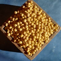 <令和7年産大豆＞ 　　たそがれ大豆シュウレイ（農薬化学肥料不使用/有機JAS認証）