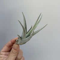 Tillandsia affinis barfussii `MONSTER CLONE` ②