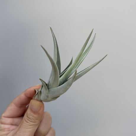 Tillandsia affinis barfussii `MONSTER CLONE` ②