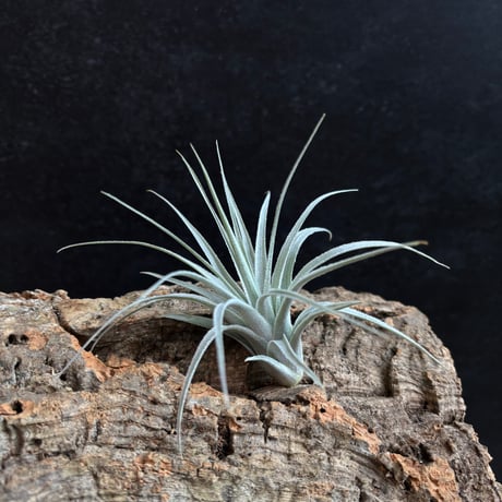 Tillandsia chapeuensis var. turriformis | だいだら植物店 Tillandsia chapeuensis var. turriformis | だいだら植物店