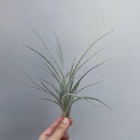 Tillandsia koehresiana