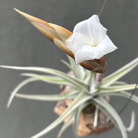 Tillandsia xiphioides 'Selected Clone'