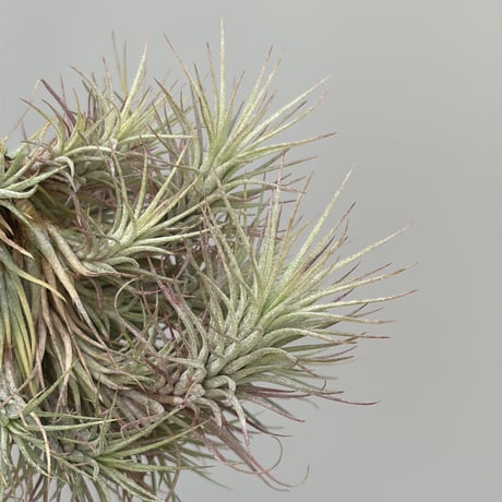 New Tillandsia Handbook ハードカバー New Tillandsia Handbook ハードカバー