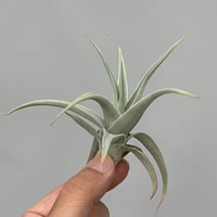 Tillandsia ionantha 'Haselnuss' （Koehres） | だい