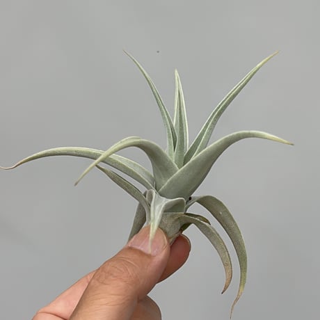 Tillandsia Barfussii 速達発送 チランジア入荷リスト5/21｜NatureGarden🌿神田