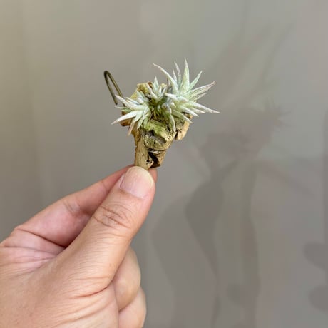 Tillandsia ionantha var. vanhyningii ’ Pink Lady ’