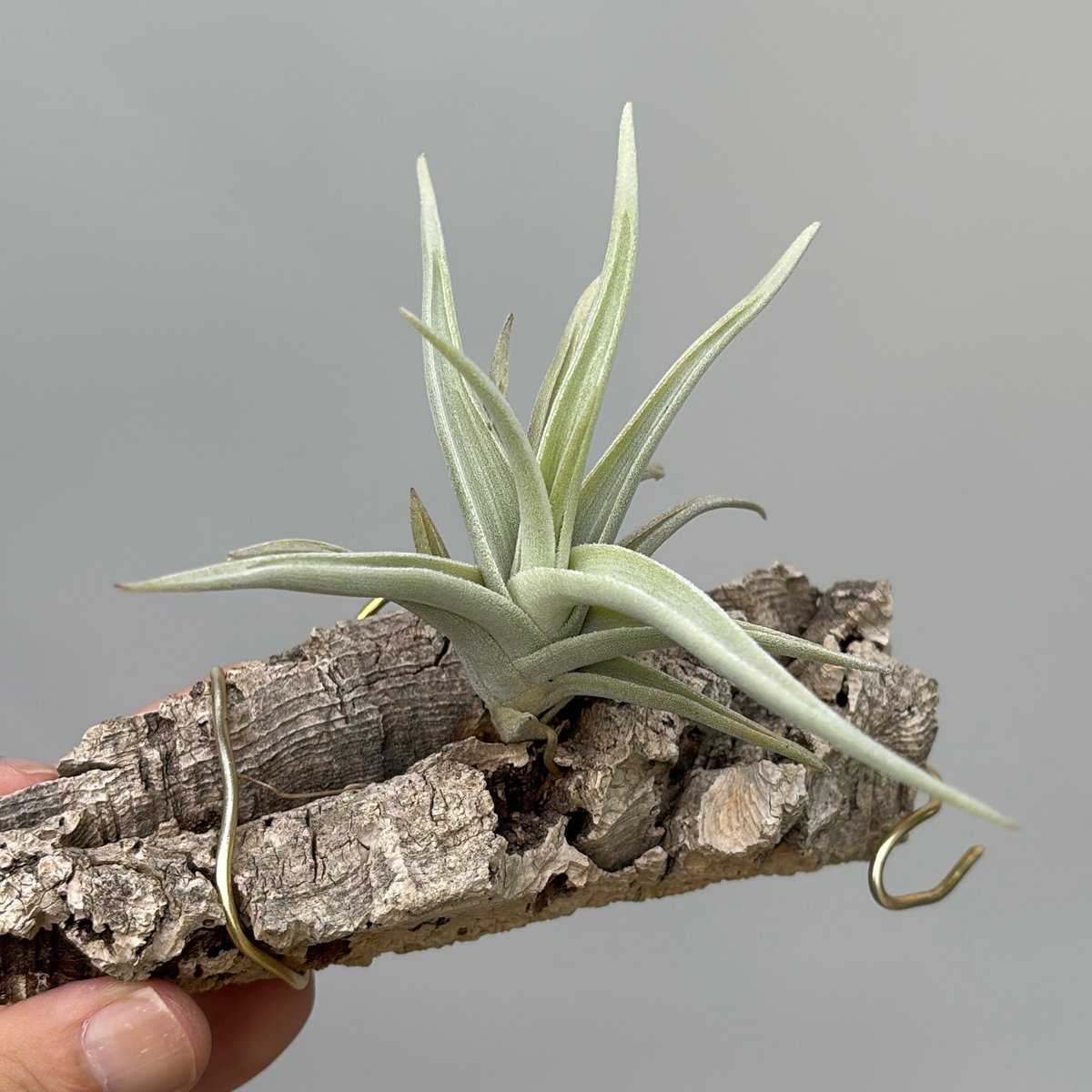 N様専用 Tillandsia ramellae | だいだら植物店