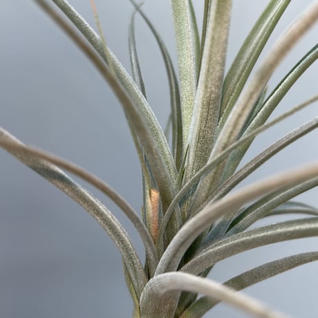 Tillandsia koehresiana