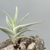 Tillandsia ionantha 'Haselnuss' （Koehres） | だい