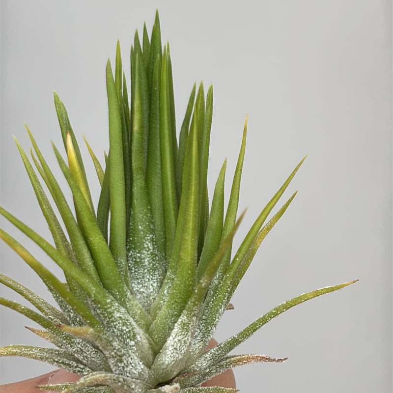 Tillandsia ionantha 'Fuego Yellow' | だいだら植物店