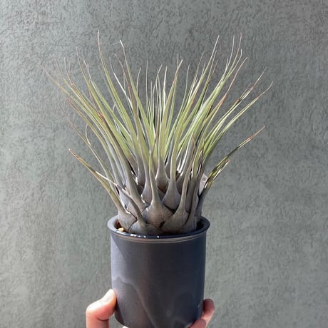 Tillandsia chontalensis