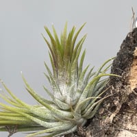 Tillandsia ionantha 'Haselnuss' （Koehres） | だい