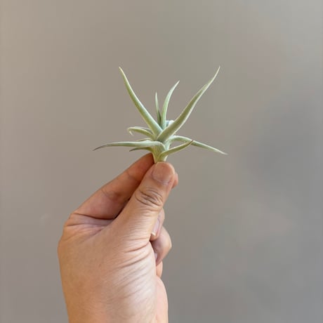 Tillandsia xiphioides 'Selected Clone'