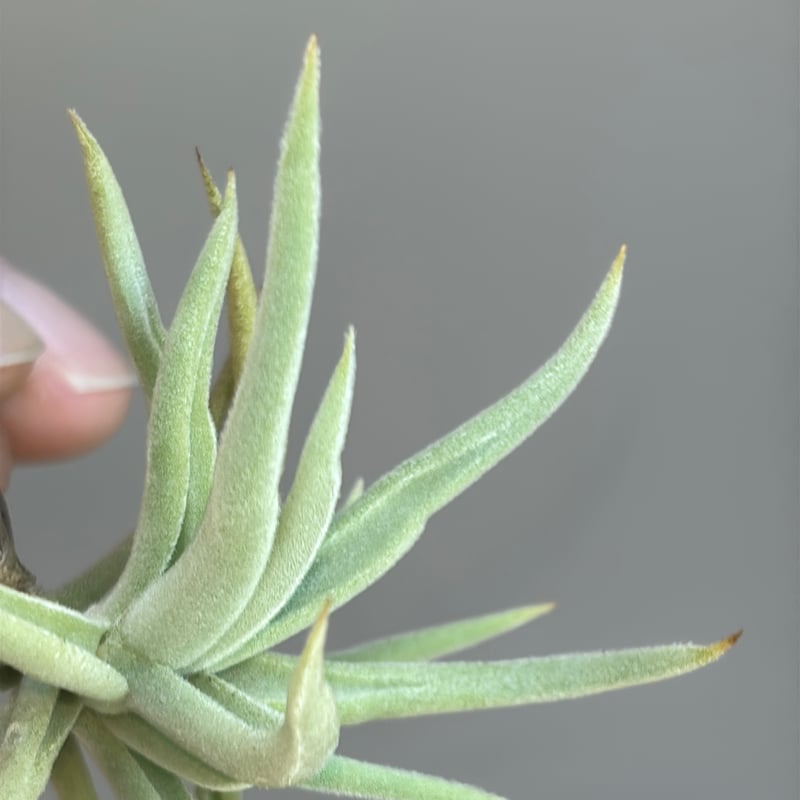 Tillandsia santiagoensis | だいだら植物店