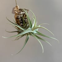 Tillandsia paleacea subsp. apurimacensis