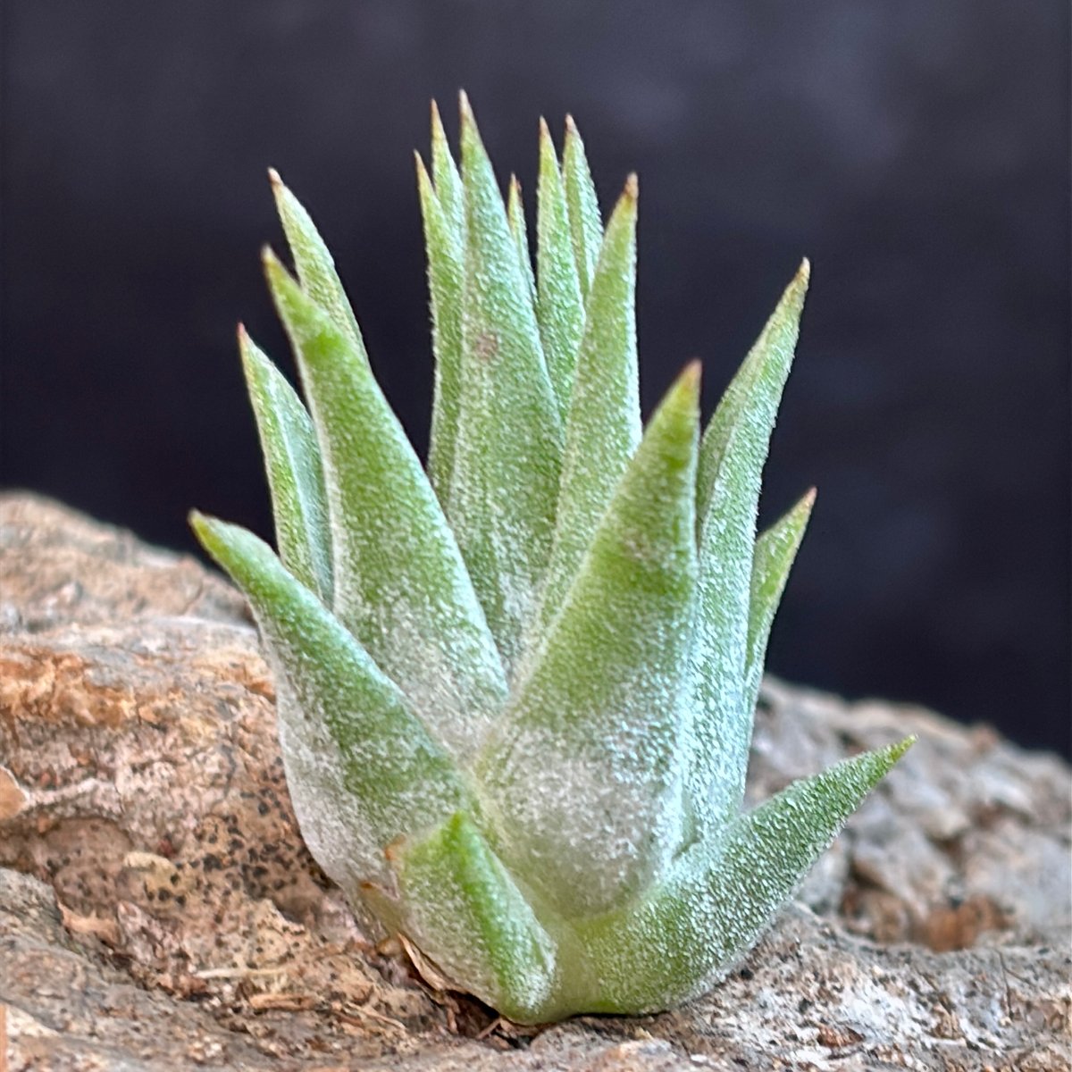 Tillandsia ionantha haselnuss ex. Koehres 自家産子株 2020年3