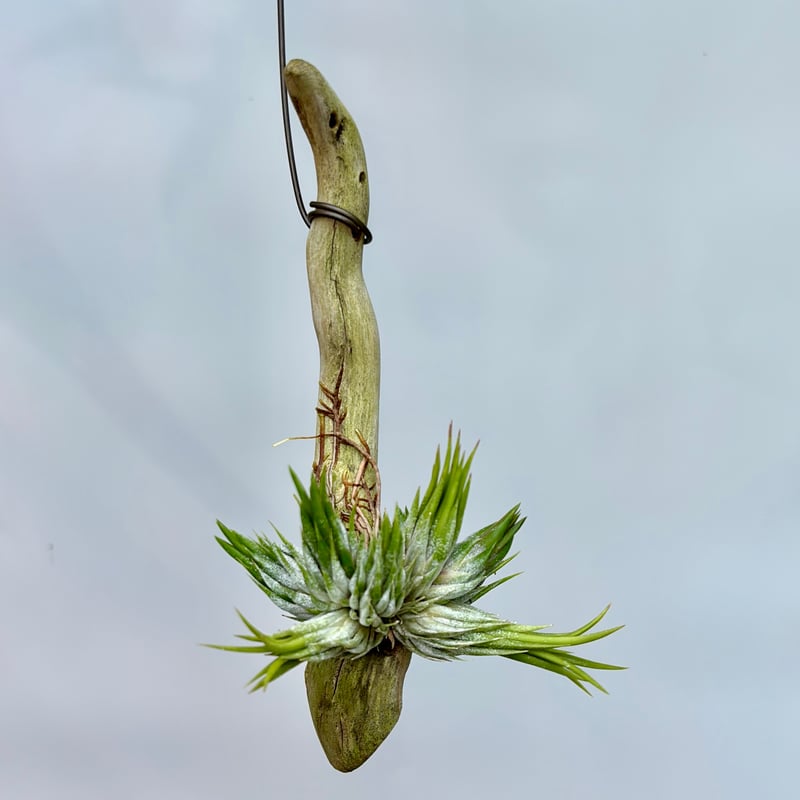 Tillandsia ionantha 'Haselnuss' （Koehres） | だい