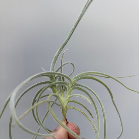 Tillandsia crocata 'Copper Penny' Selected Large Clone