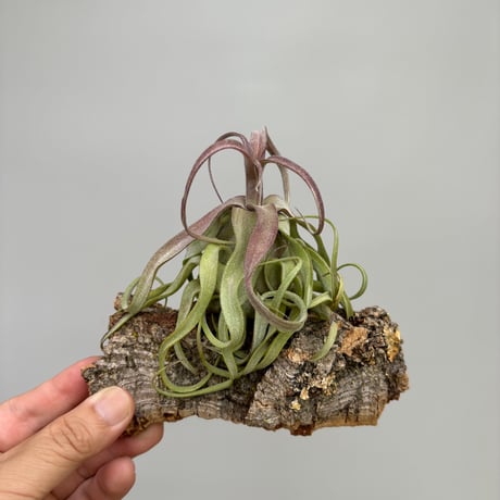 Tillandsia Ramellae 速達発送 Tillandsia Ramellae 速達発送