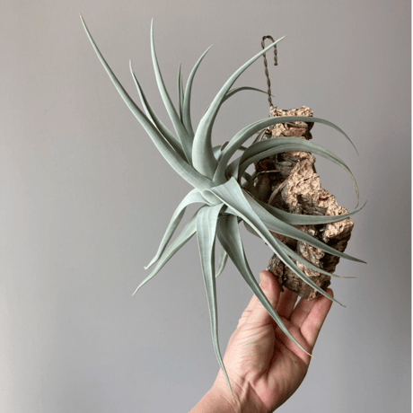 Tillandsia affinis barfussii `MONSTER CLONE` ②
