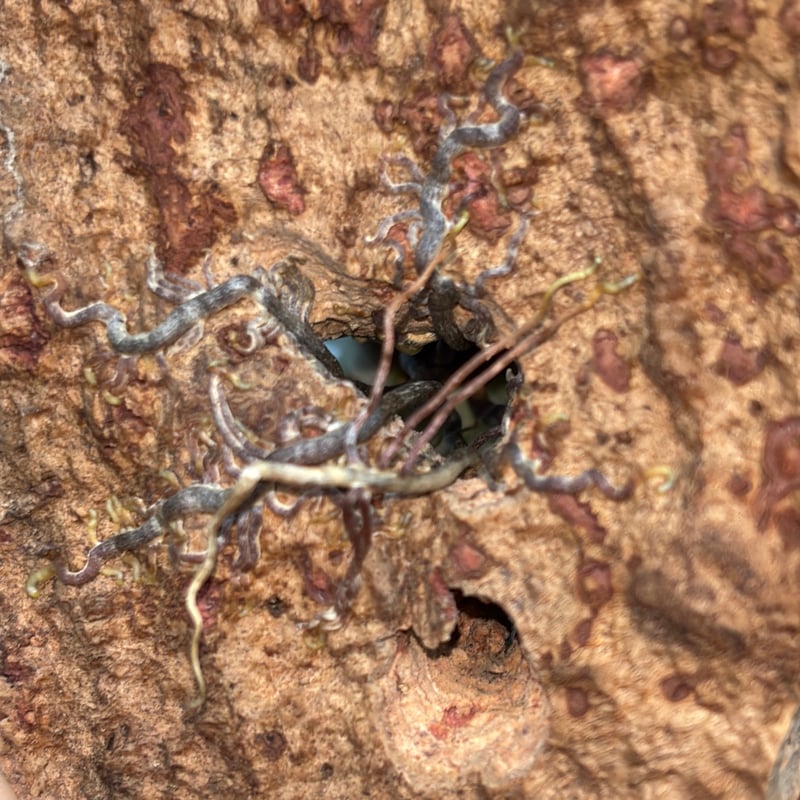 Tillandsia chapeuensis var. turriformis | だいだら植物店