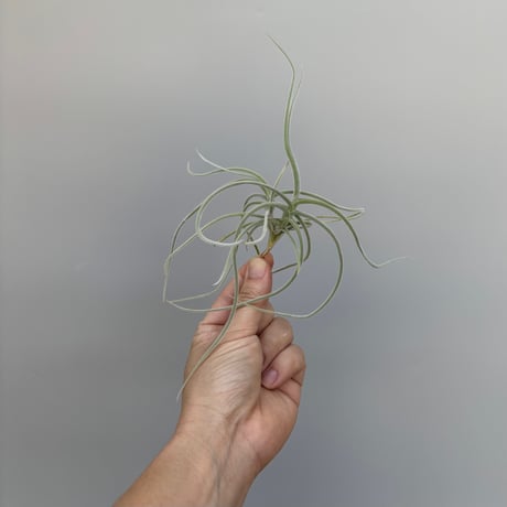 Tillandsia crocata 'Copper Penny' Selected Large Clone