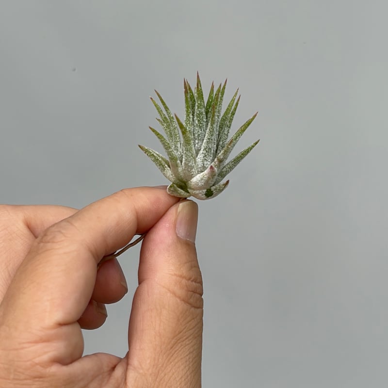Tillandsia 'Mayan Regal' | だいだら植物店