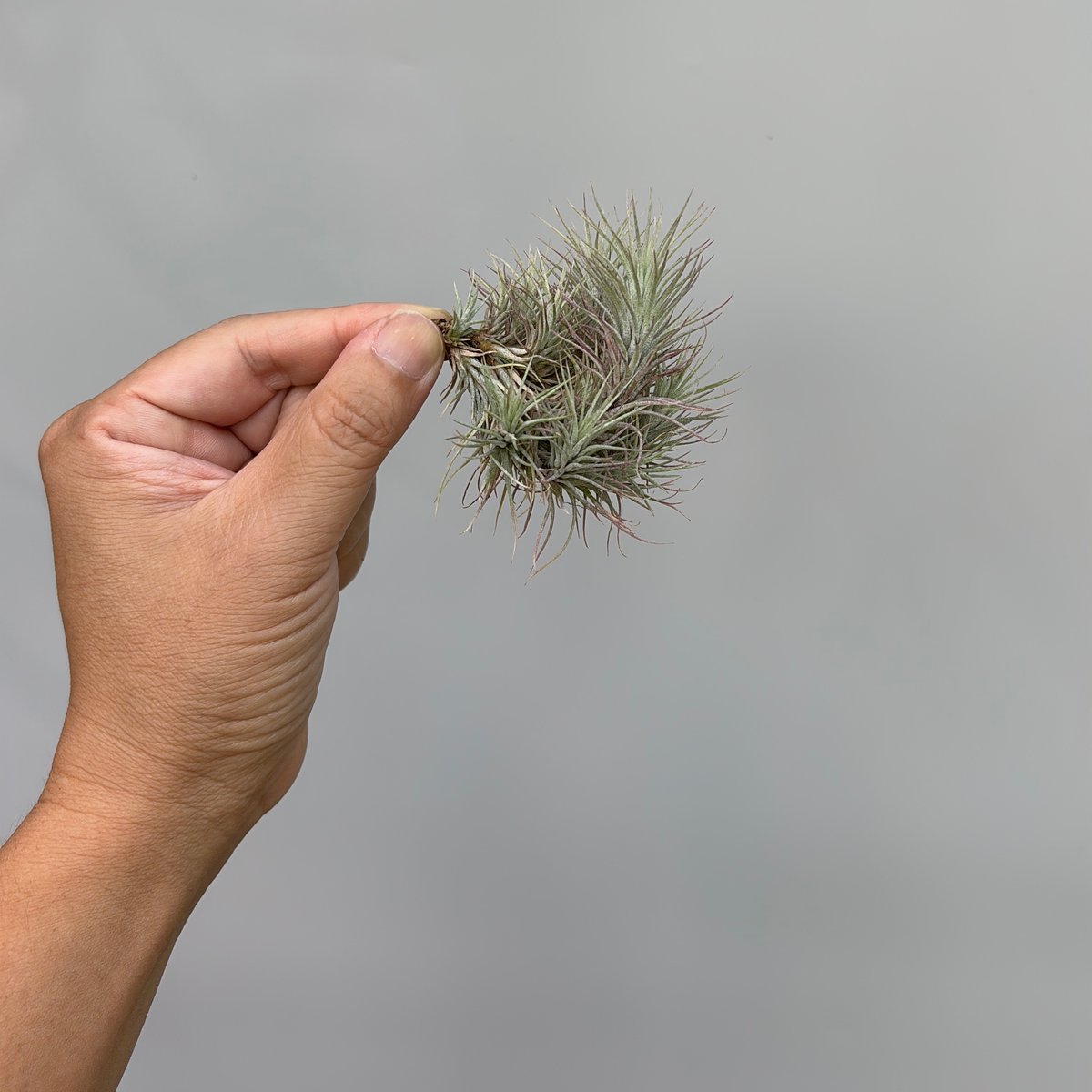 Tillandsia funckiana 'Silver Compact Clone' | だ
