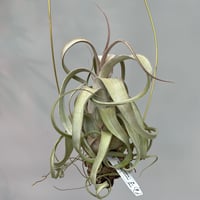 Tillandsia ionantha 'Haselnuss' （Koehres） | だい