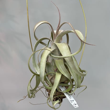 CATEGORY チランジア（tillandsia） | だいだら植物店
