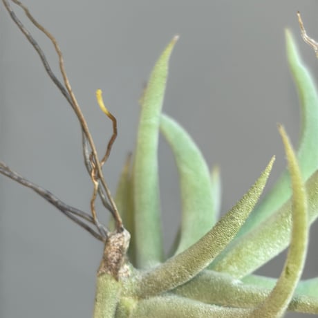 Tillandsia santiagoensis