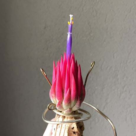 Tillandsia ionantha 'Special Selection' Collected in Nizanda