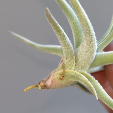 Tillandsia xiphioides 'Selected Clone'
