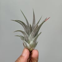 Tillandsia ionantha 'Haselnuss' （Koehres） | だい