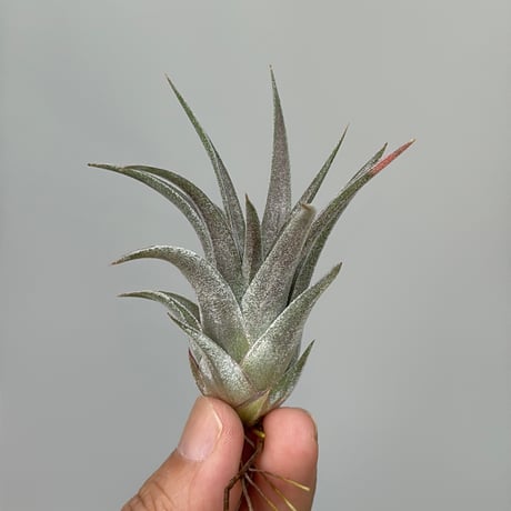 Tillandsia Ramellae 速達発送 チランジア ファイアーストーム Tillandsia 'Firestorm