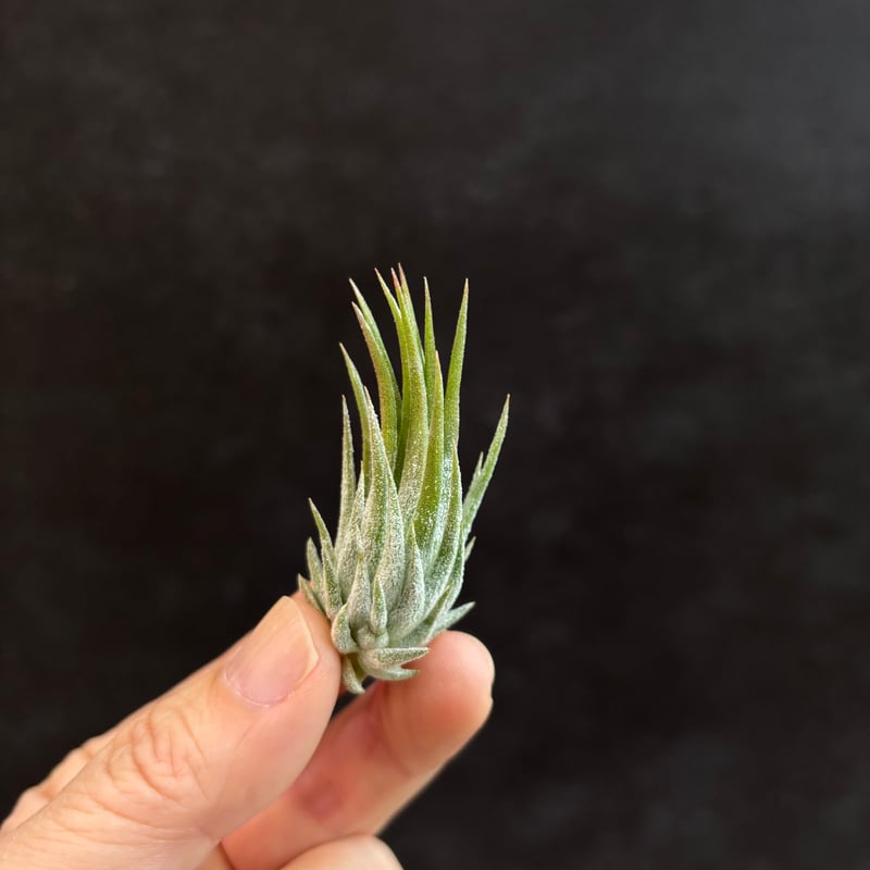 Tillandsia ionantha 